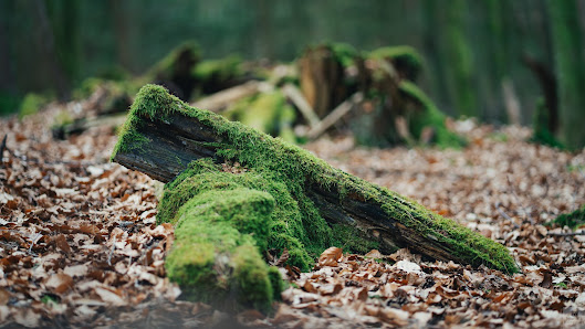 Fotografie & Bildbearbeitung Mühl – Bild 3