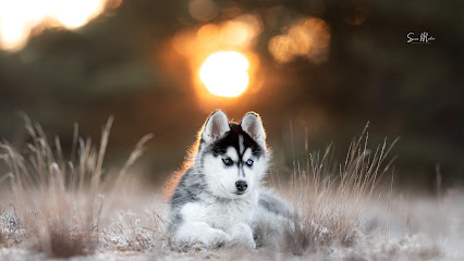Sina Möller – Hunde- und Paarfotografin
