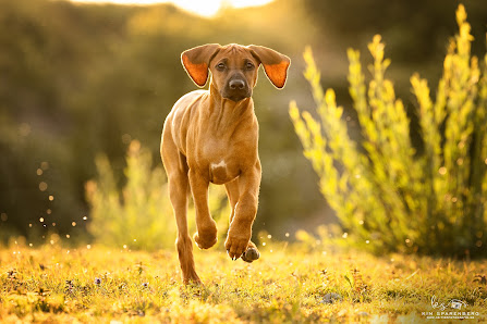 KS Tierfotografie – Bild 2