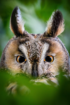 Aiko Sukdolak Natur- und Wildtierfotografie – Bild 4