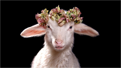 NL Fotostudio