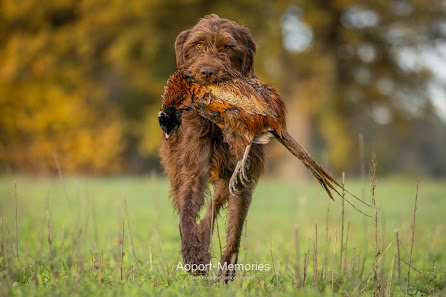 Apport-Memories Tierfotografie Simon Jansen – Bild 4