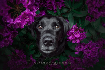 Julia Haberichter Fotografie – Bild 2