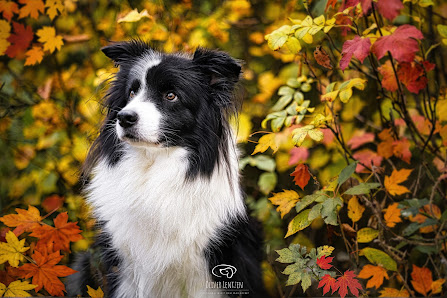 Oliver Lentzen Photografie – Bild 2