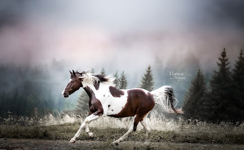 Virginia Photography – Bild 2